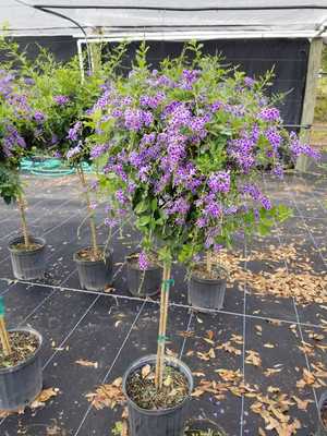 10" Duranta Sapphire Standard 